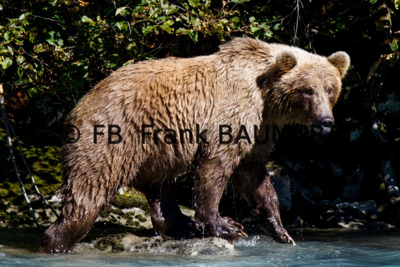Preview Grizzly Bear A.jpg